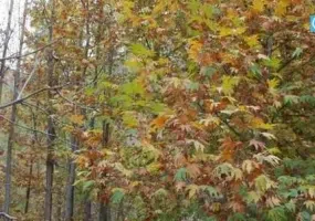 روستای گهوار گر