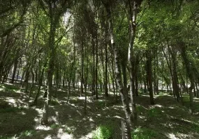 باغ ملی فریمان