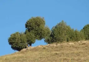 روستای تبارک