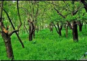 ییلاق طرقبه