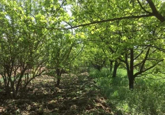 روستای نوفرست