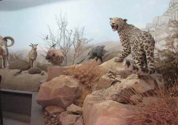 موزه محیط زیست تربت حیدریه