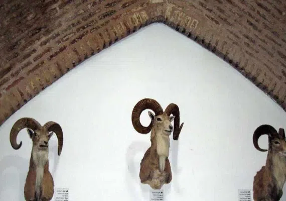 موزه تاریخ طبیعی نیشابور