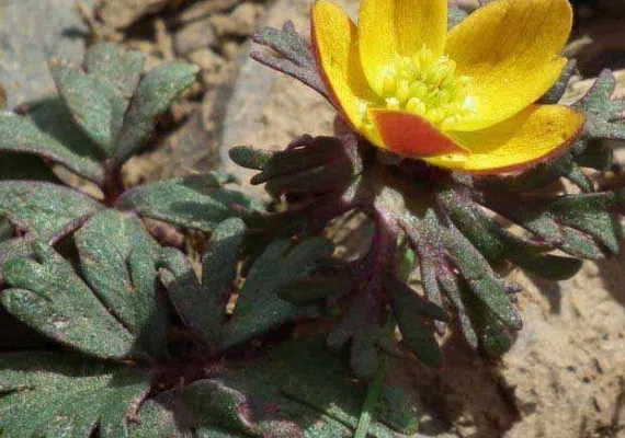 روستای بویک
