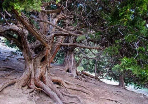 آبشار نورالی