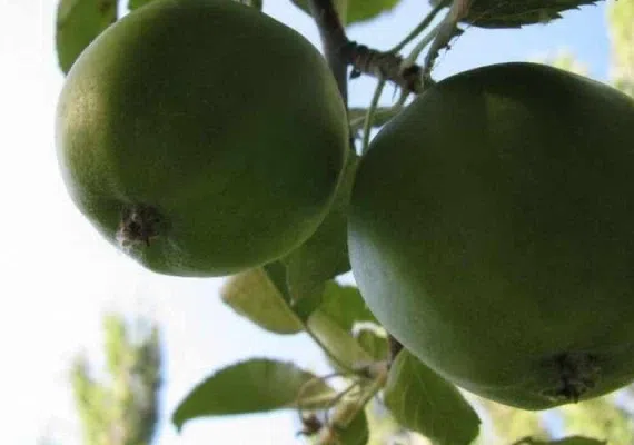 روستای تبارک