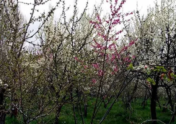 باغرود نیشابور