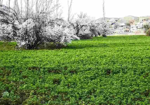 روستای قازان بیک