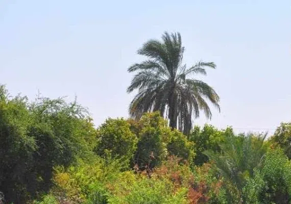 روستای شیر علی(ع)