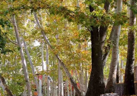 پارک گردشگری بابا امان