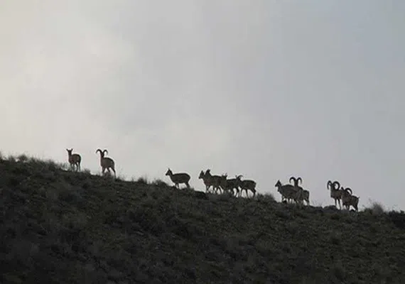 منطقه حفاظت شده رئیسی نیشابور