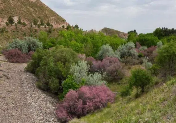 باغرود نیشابور