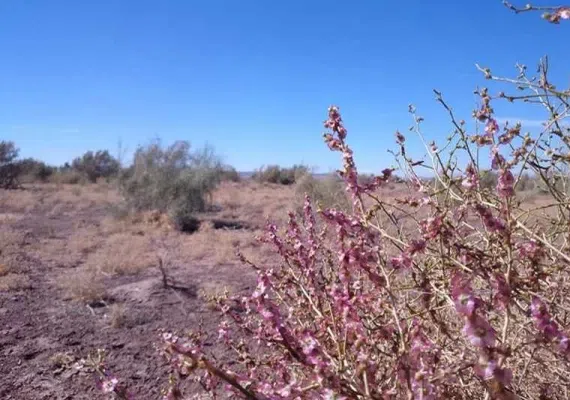 منطقه حفاظت شده رئیسی نیشابور