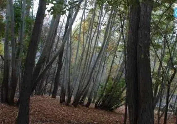 روستای گهوار گر