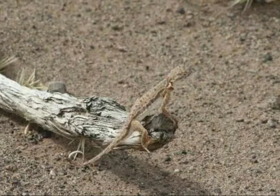 منطقه حفاظت شده سیرخون