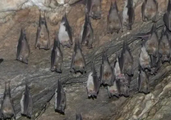غار گنج کوه