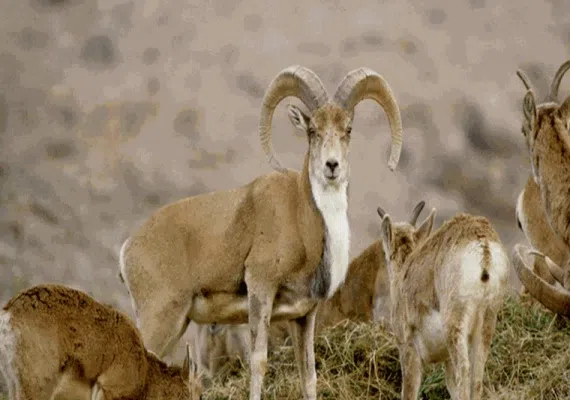 منطقه حفاظت شده حیدری