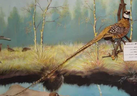 موزه تاریخ طبیعی نیشابور