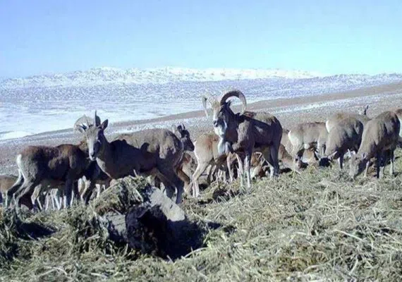 منطقه حفاظت شده حیدری