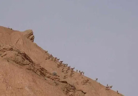 منطقه حفاظت شده رئیسی نیشابور