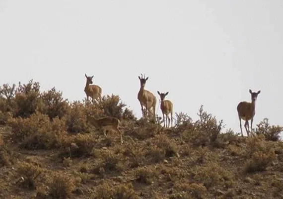 منطقه حفاظت شده رئیسی نیشابور