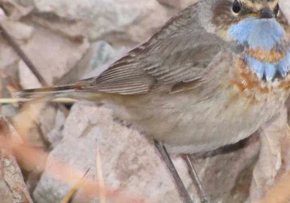روستای بویک