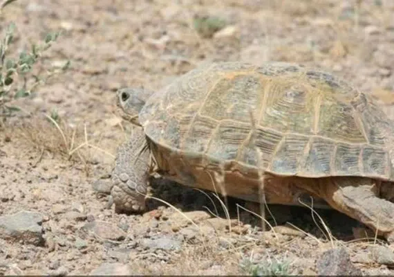 منطقه حفاظت شده سیرخون