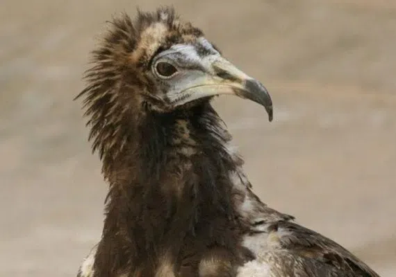 منطقه حفاظت شده سیرخون