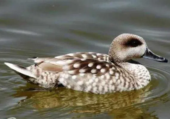 منطقه حفاظت شده سیرخون