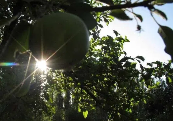 روستای تبارک