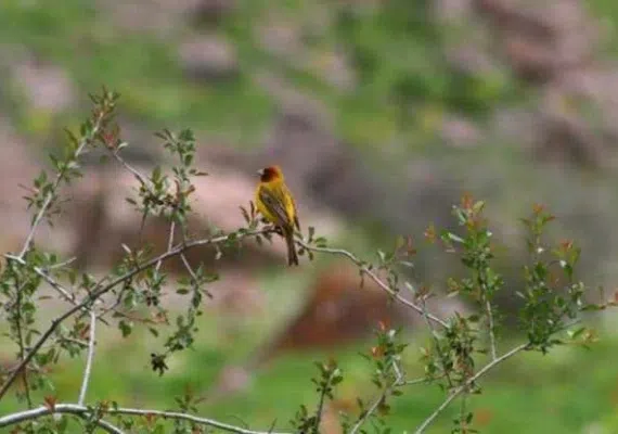 پارك چهلمیر درگز