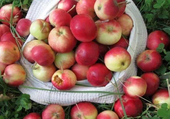 روستای تبارک