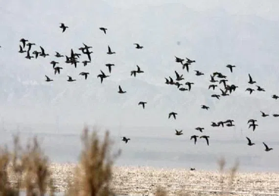 تالاب کجی