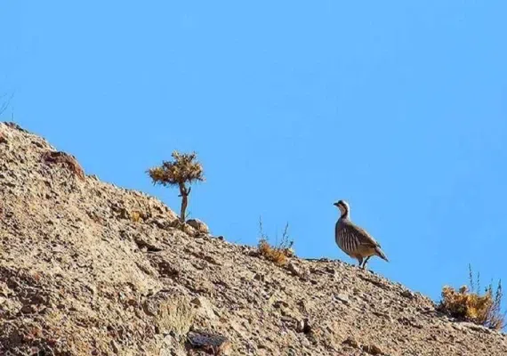 پارک ملی ساریگل