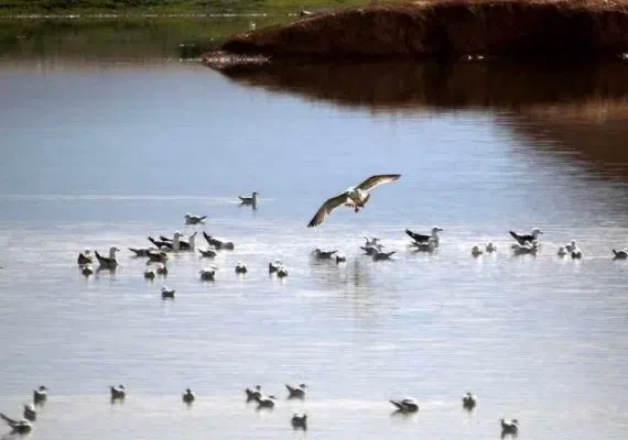 بند خاکی عبدل آباد