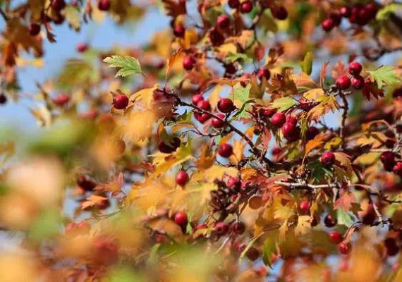 پارک گردشگری بابا امان