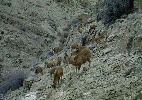 منطقه حفاظت شده حیدری
