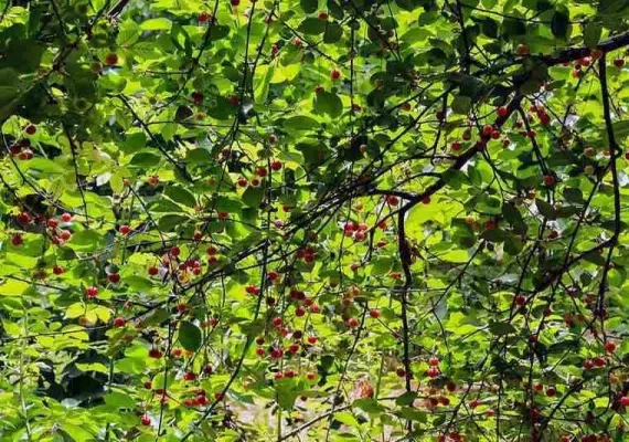 دره بازخانه بجنورد کجاست؟