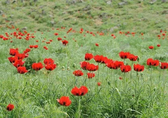 دشت لاله گون سرخس