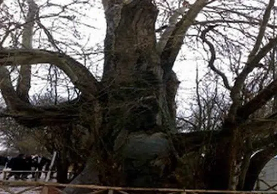 درخت کهنسال چنار روستای رزگ