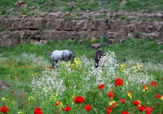 پارك چهلمیر درگز