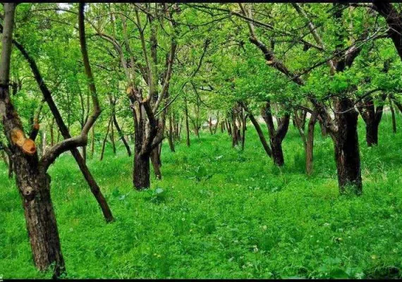 ییلاق طرقبه