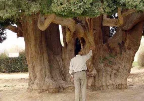 درخت سرو ابرکوه 4500 ساله