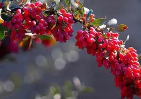 باغ دره
