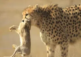 پناهگاه حیات وحش میاندشت