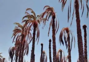 روستای بروات