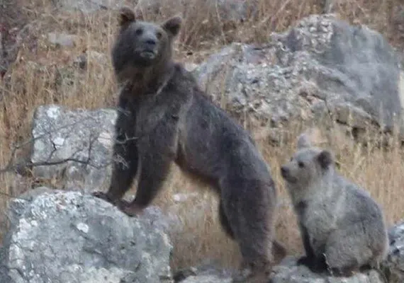 منطقه حفاظت&zwnj;شده قرخود