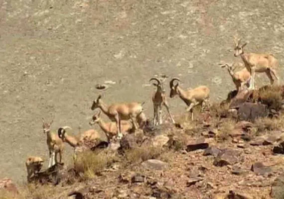 پارک ملی سالوک