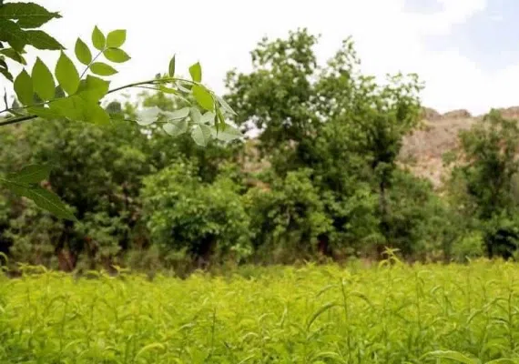 روستای درکش