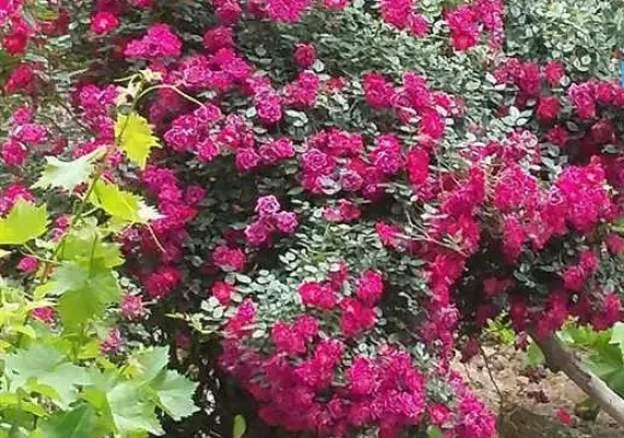 روستای خورزان